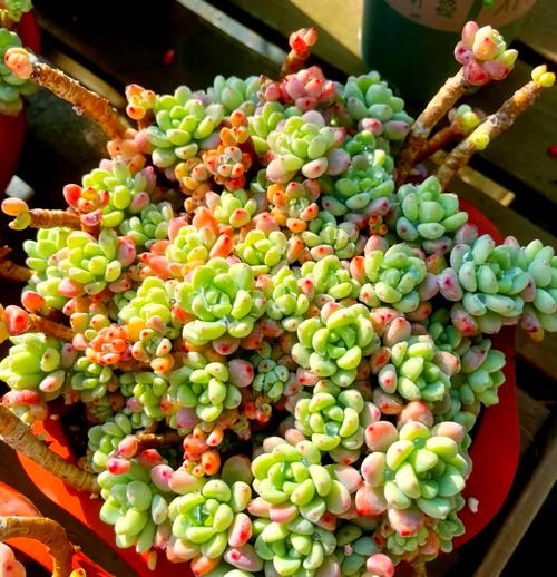 劳尔多肉秋季淋雨有风险吗？-第2张图片-吾爱花网