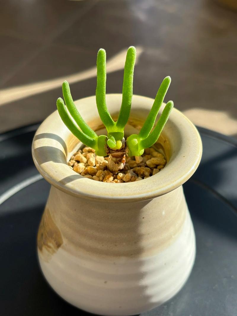 多肉兔耳朵生长变化有哪些关键阶段？-第1张图片-吾爱花网