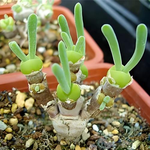 多肉兔耳朵生长变化有哪些关键阶段？-第2张图片-吾爱花网