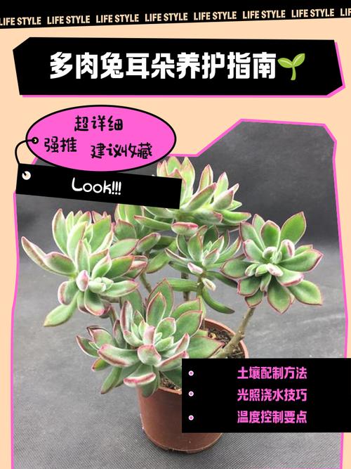 多肉兔耳朵生长变化有哪些关键阶段？-第3张图片-吾爱花网