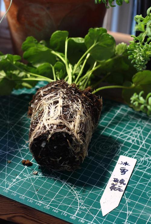 花毛茛盆栽养护要注意什么？-第2张图片-吾爱花网