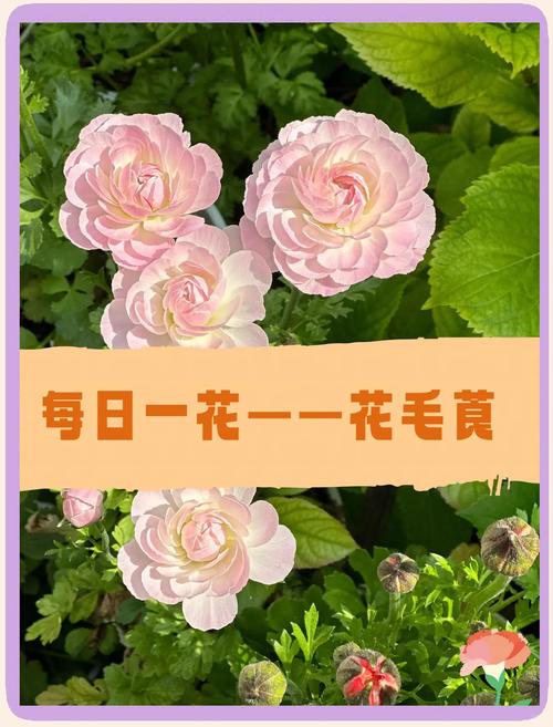 花毛茛盆栽养护要注意什么？-第1张图片-吾爱花网