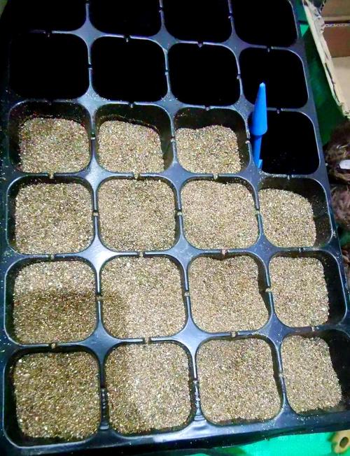 花毛茛盆栽养护要注意什么？-第3张图片-吾爱花网