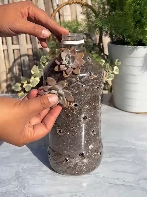 矿泉水瓶种多肉，怎么变身创意花盆？-第1张图片-吾爱花网