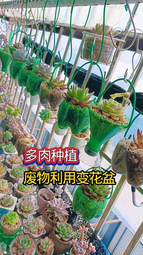 矿泉水瓶种多肉，怎么变身创意花盆？-第2张图片-吾爱花网