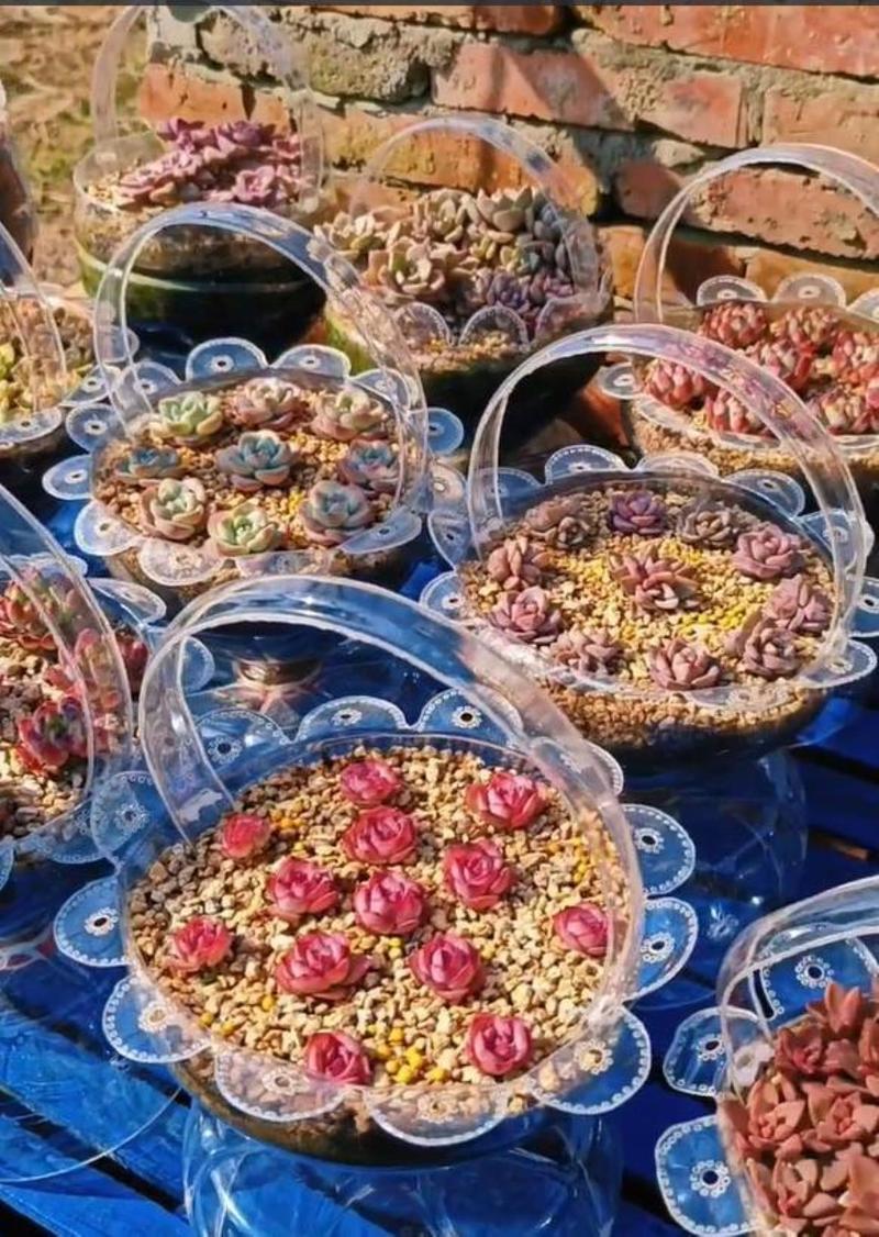 矿泉水瓶种多肉，怎么变身创意花盆？-第3张图片-吾爱花网