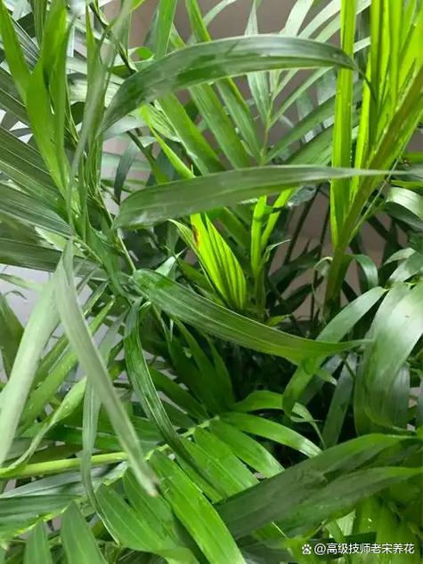 盆栽叶尖枯黄怎么回事-第2张图片-吾爱花网