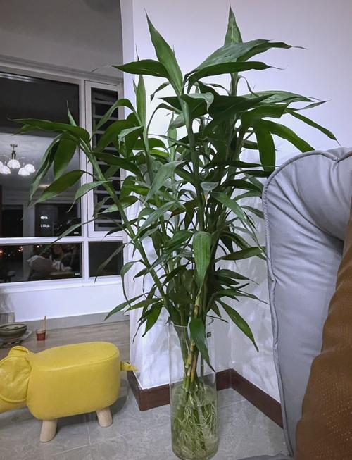 水培富贵竹为何难生根？-第2张图片-吾爱花网