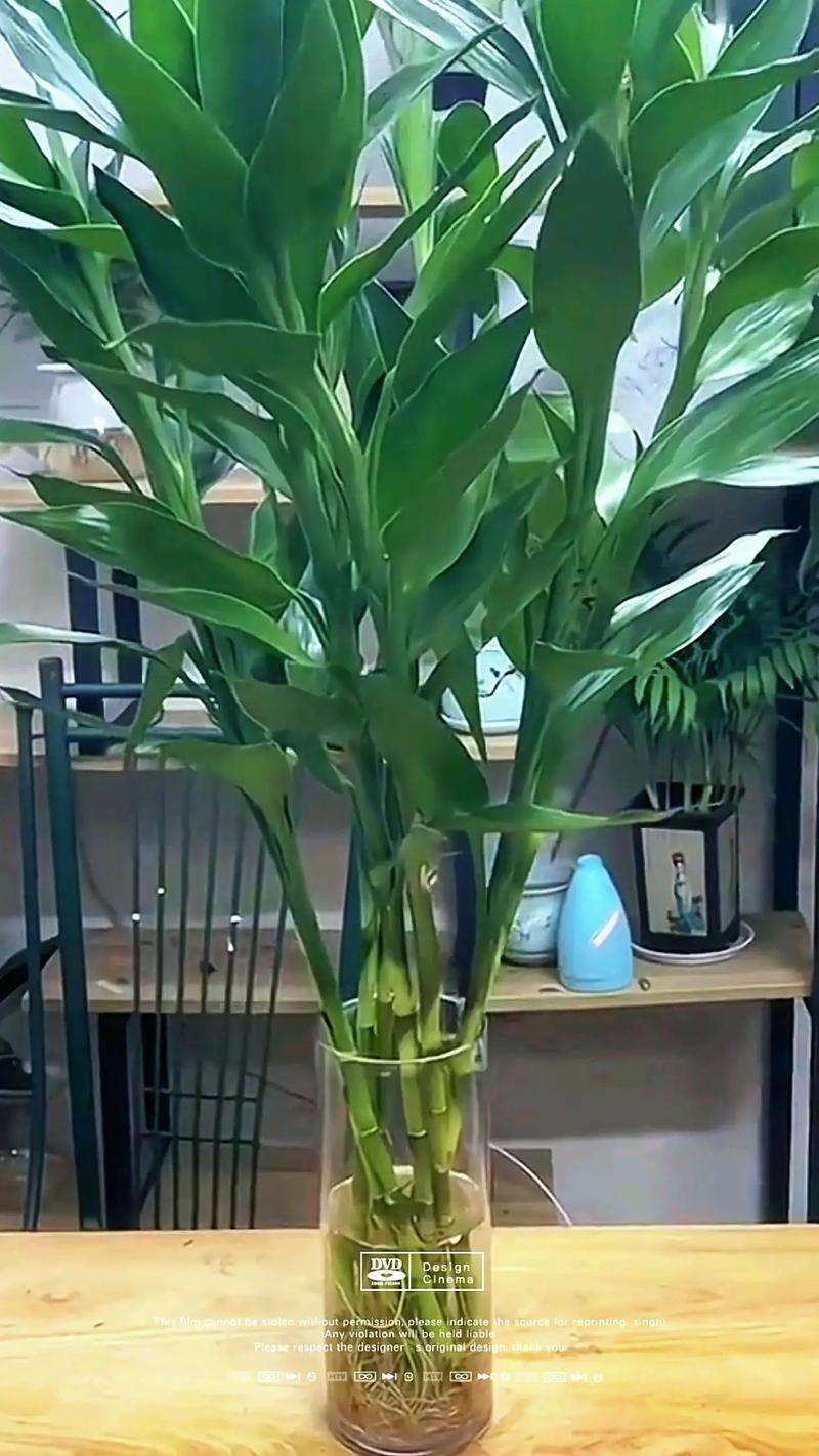 水培富贵竹为何难生根？-第1张图片-吾爱花网