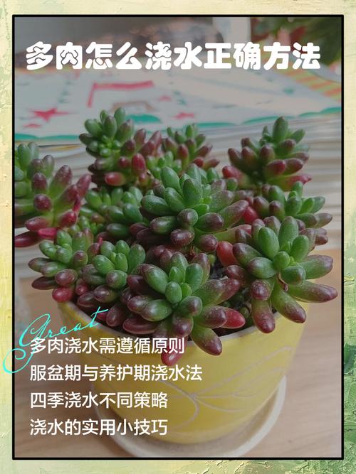 多肉初期浇水，怎么浇才合适？-第1张图片-吾爱花网