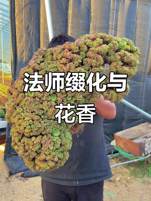 法师多肉直播间直播中，在线等法师多肉养护秘诀？-第2张图片-吾爱花网