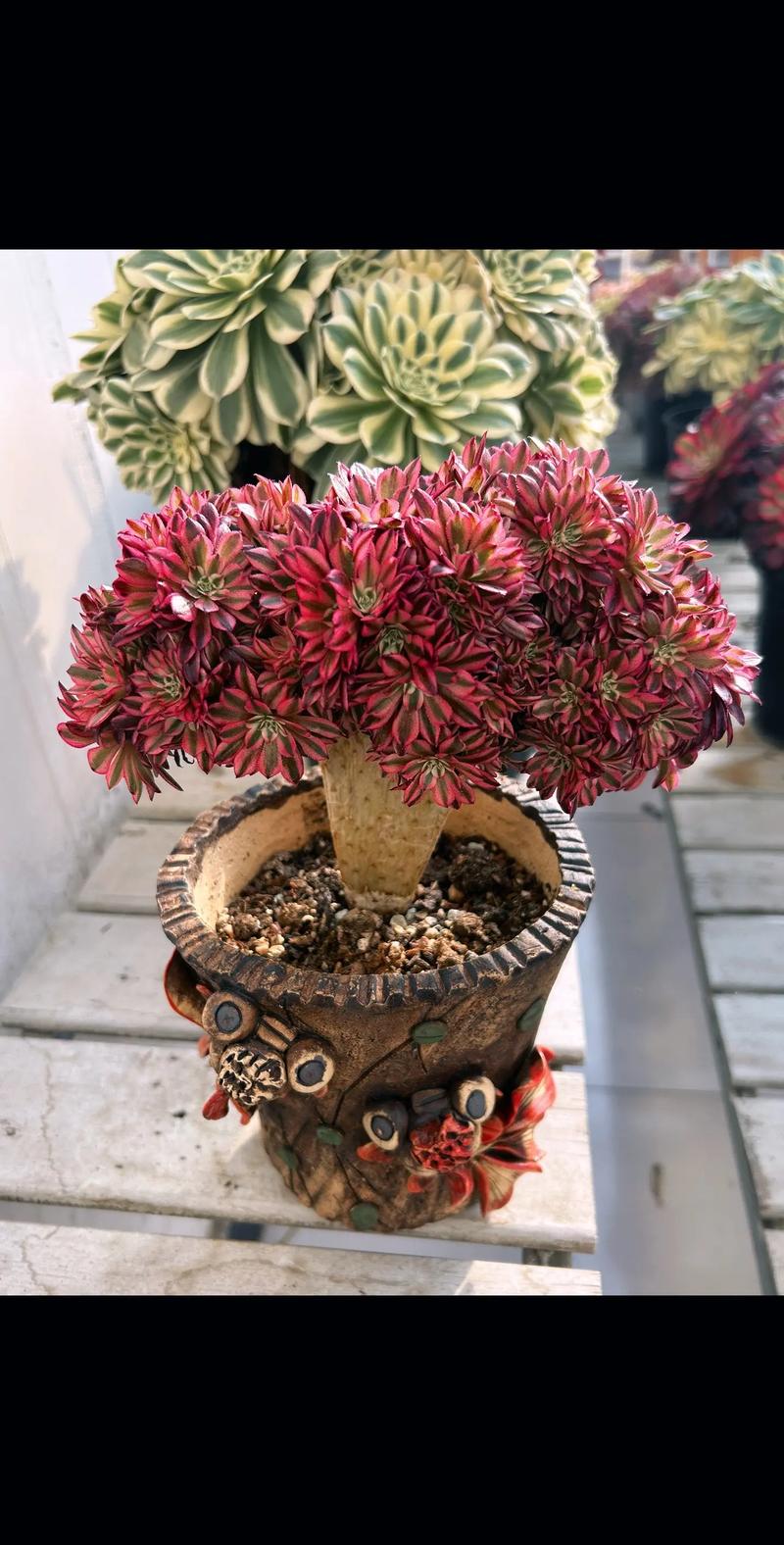 法师多肉直播间直播中，在线等法师多肉养护秘诀？-第1张图片-吾爱花网