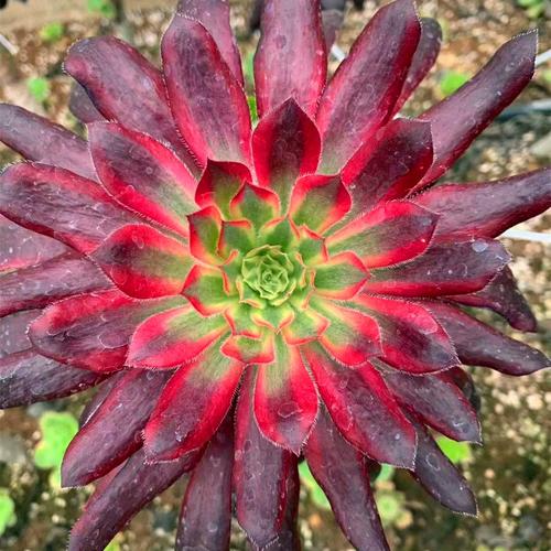 法师多肉直播间直播中，在线等法师多肉养护秘诀？-第3张图片-吾爱花网