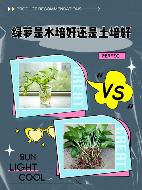 水培绿萝用什么土？-第1张图片-吾爱花网
