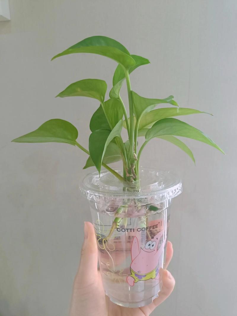 水培绿萝用什么土？-第2张图片-吾爱花网