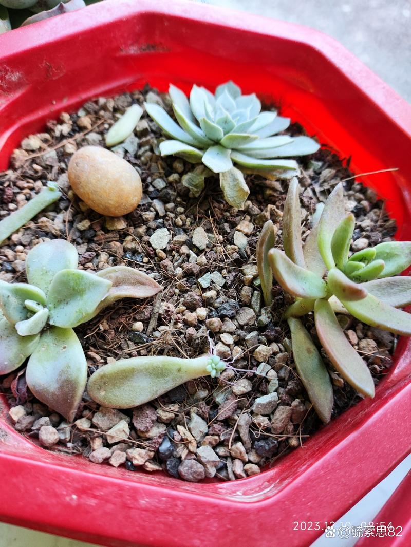 多肉叶子全掉，是养护哪里出问题了？-第1张图片-吾爱花网