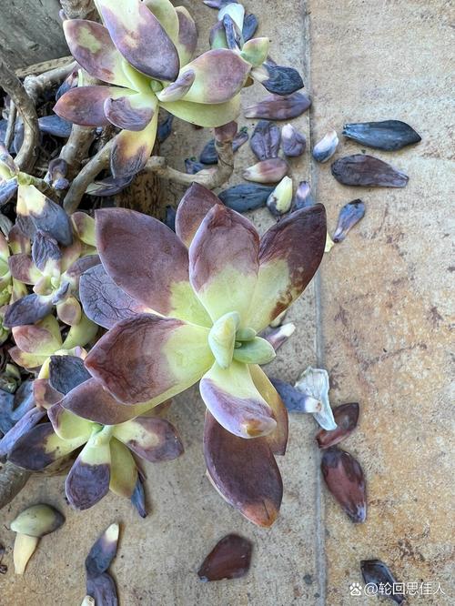 多肉叶子全掉，是养护哪里出问题了？-第3张图片-吾爱花网