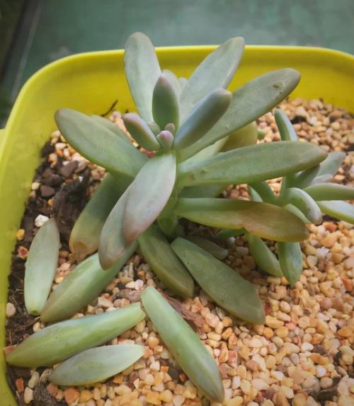 多肉叶子全掉，是养护哪里出问题了？-第2张图片-吾爱花网