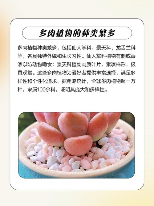 梦椿多肉有何独特魅力？-第1张图片-吾爱花网