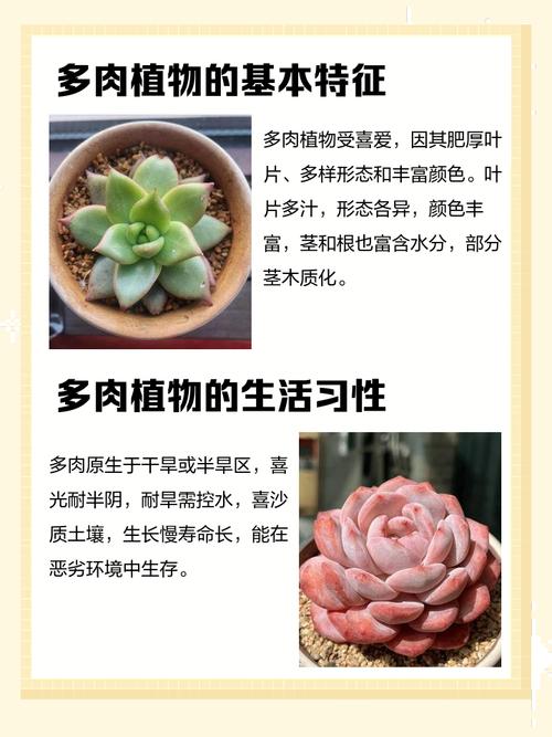 梦椿多肉有何独特魅力？-第3张图片-吾爱花网