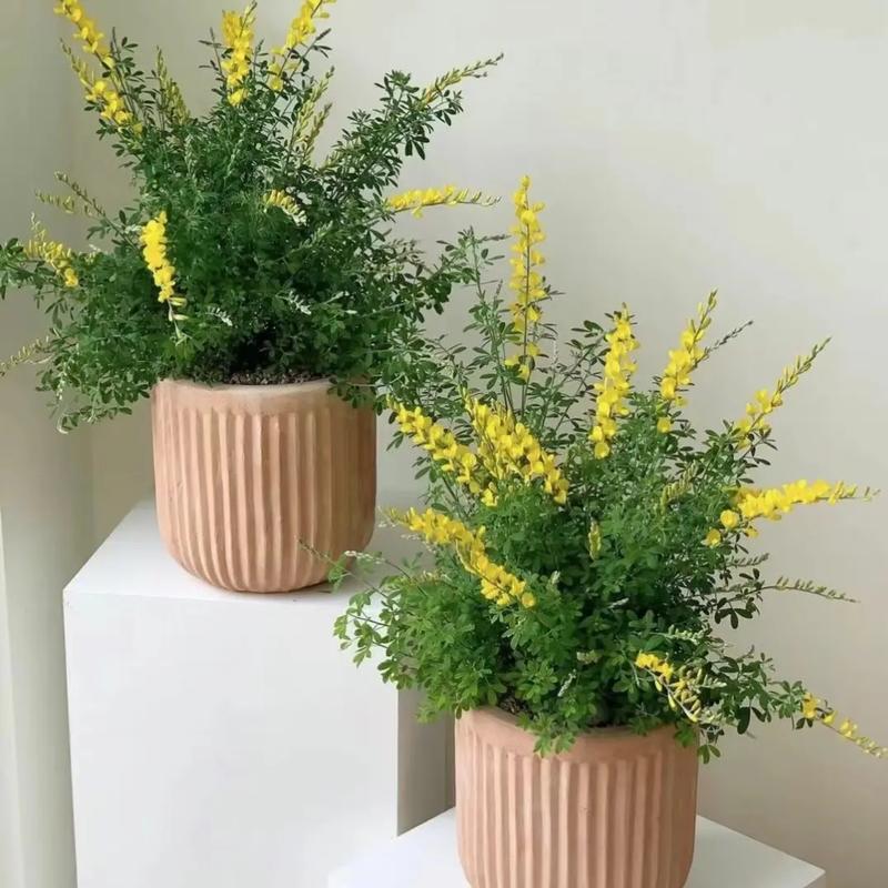 哪种木本盆栽最好养活又好看？-第3张图片-吾爱花网