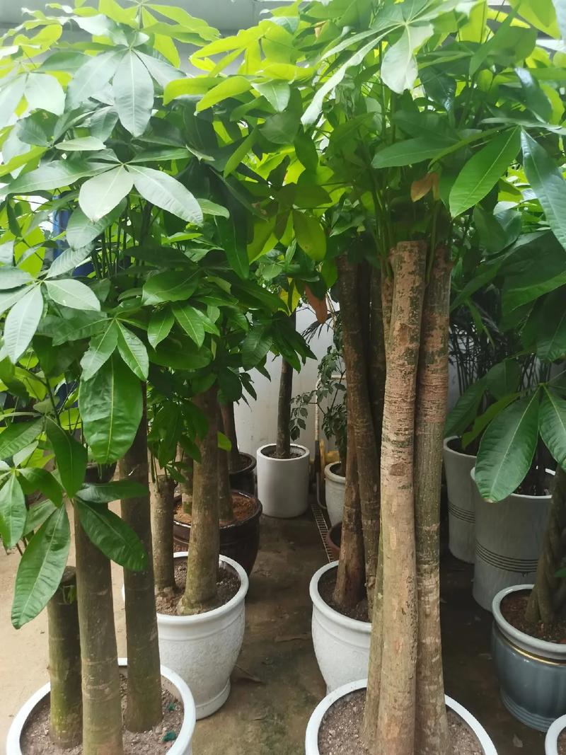 室内适合种什么盆栽花？-第3张图片-吾爱花网