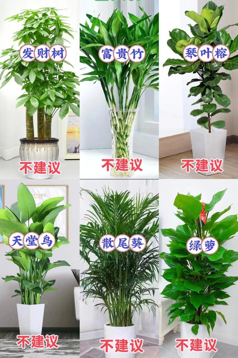 室内适合种什么盆栽花？-第2张图片-吾爱花网