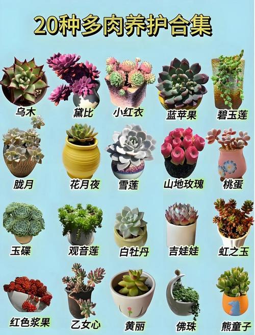 孕妇碰多肉真会中毒吗？-第1张图片-吾爱花网