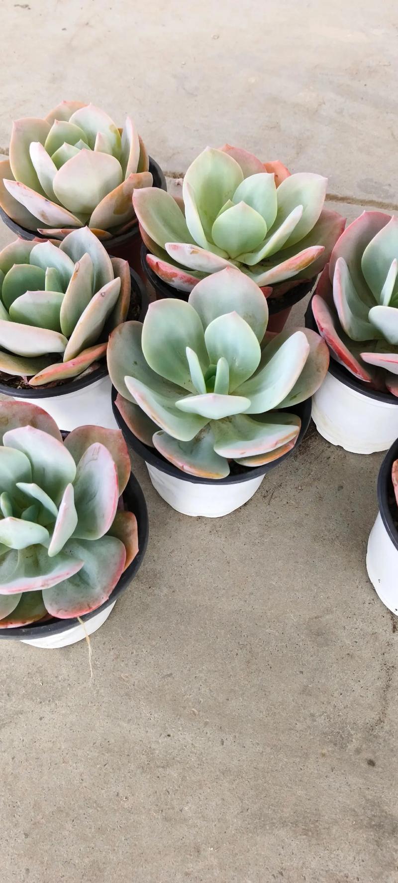 孕妇碰多肉真会中毒吗？-第3张图片-吾爱花网