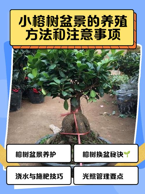 盆榕何时该入室保暖？-第1张图片-吾爱花网