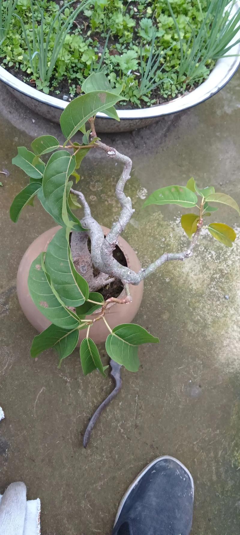 盆榕何时该入室保暖？-第2张图片-吾爱花网