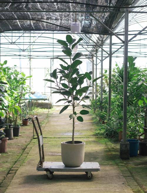 盆榕何时该入室保暖？-第3张图片-吾爱花网