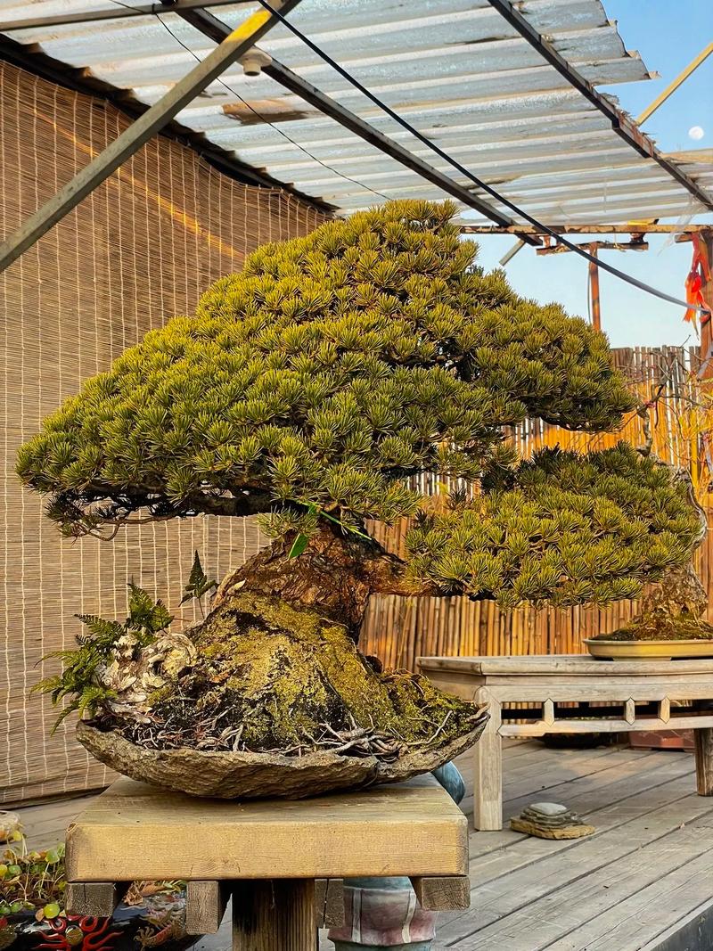 哪些松树品种适合盆栽？-第2张图片-吾爱花网