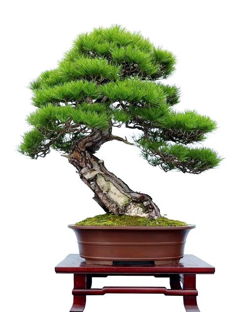 哪些松树品种适合盆栽？-第1张图片-吾爱花网