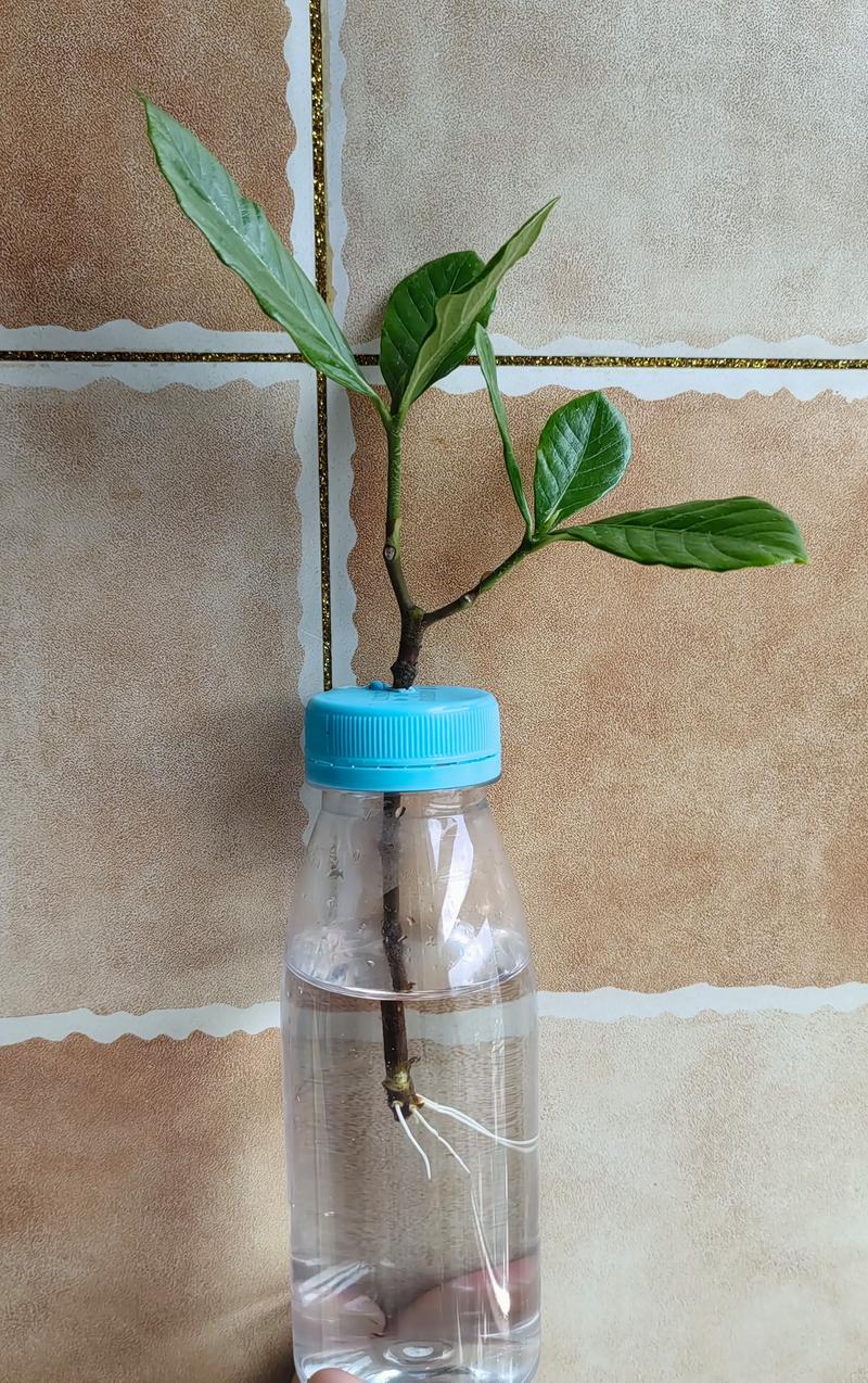 栀子花水培能去土吗？-第1张图片-吾爱花网