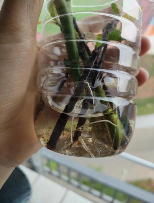 栀子花水培能去土吗？-第3张图片-吾爱花网