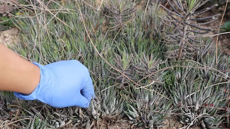 砍头多肉发根后怎么种？-第1张图片-吾爱花网