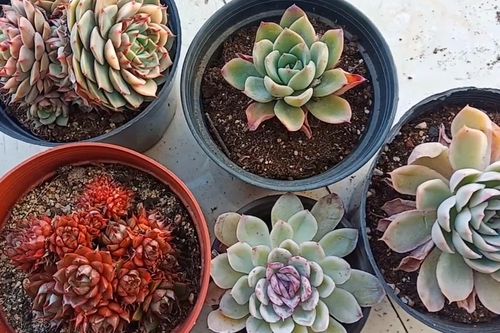 砍头多肉发根后怎么种？-第2张图片-吾爱花网