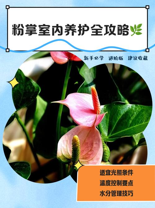 水培粉掌怎么养才能长得好？-第1张图片-吾爱花网