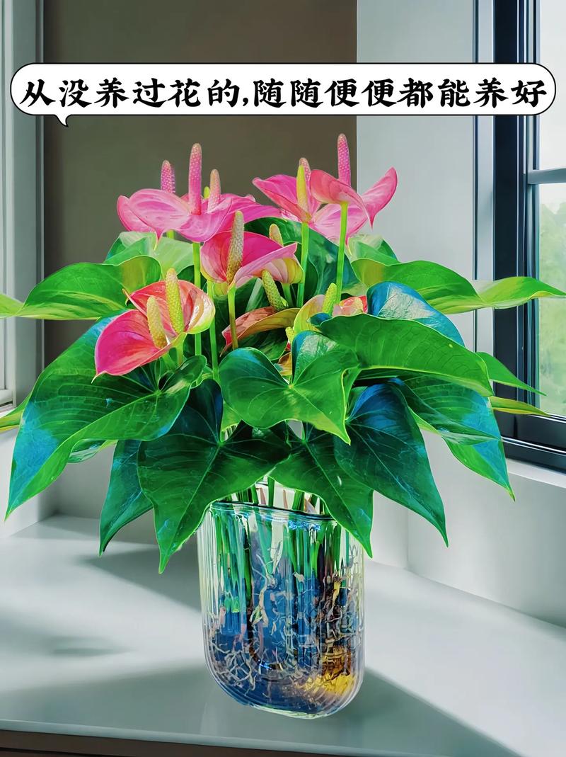 水培粉掌怎么养才能长得好？-第3张图片-吾爱花网