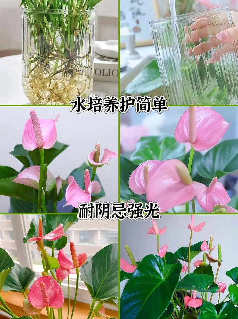 水培粉掌怎么养才能长得好？-第2张图片-吾爱花网