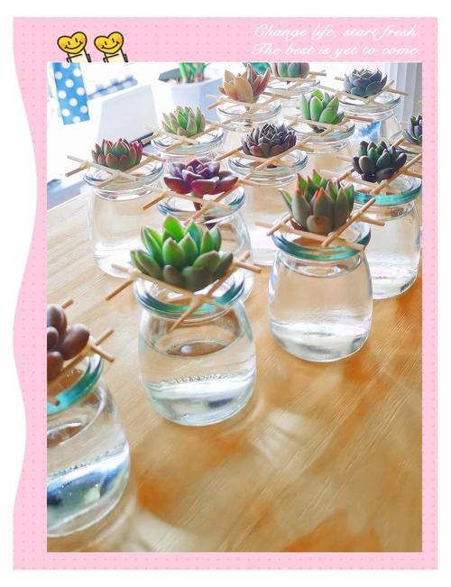 多肉水培水要没过根系吗？-第3张图片-吾爱花网