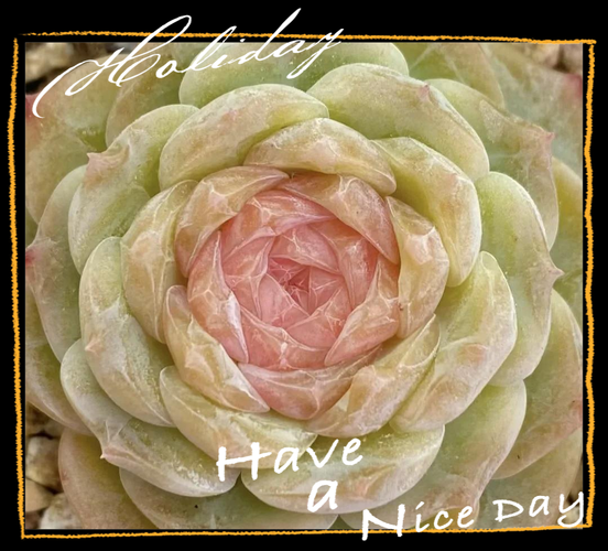 多肉植物象征幸运爱情-第2张图片-吾爱花网