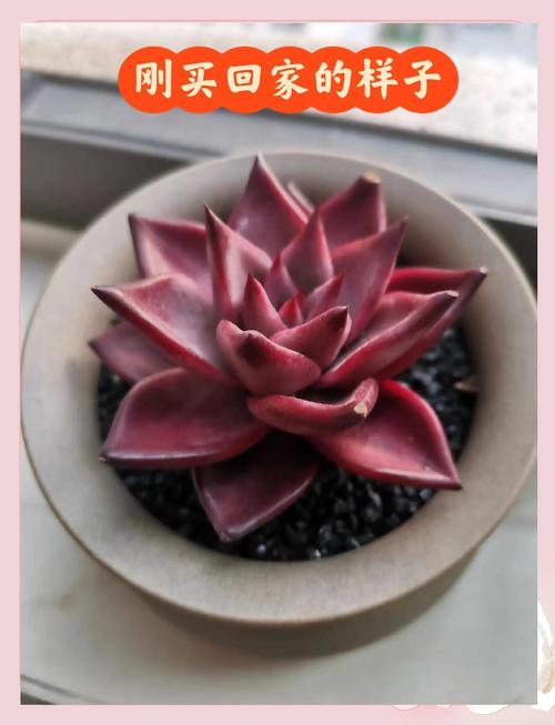多肉植物象征幸运爱情-第1张图片-吾爱花网