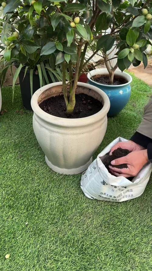 冬季室内盆栽花卉怎么施肥？-第1张图片-吾爱花网