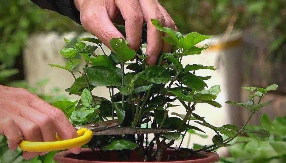 冬季室内盆栽花卉怎么施肥？-第2张图片-吾爱花网