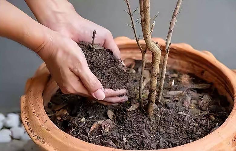 冬季室内盆栽花卉怎么施肥？-第3张图片-吾爱花网