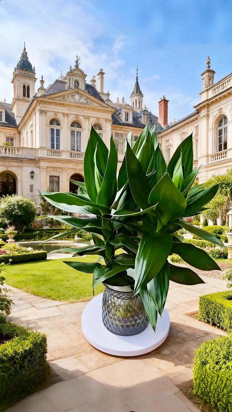 观音竹土培转水培咋操作？-第2张图片-吾爱花网