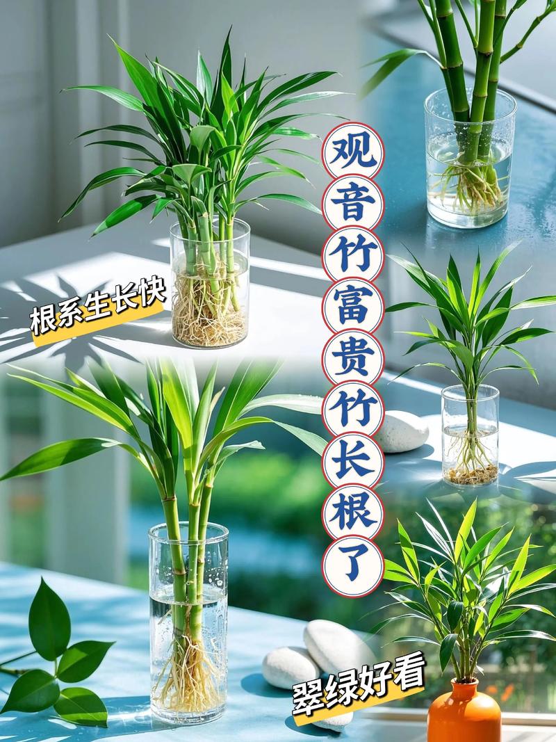 观音竹土培转水培咋操作？-第3张图片-吾爱花网