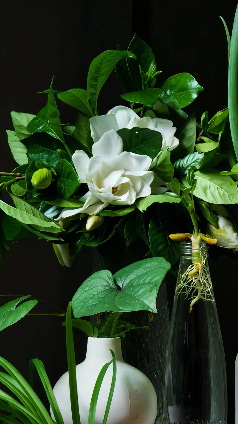 土培的栀子花怎样水培-第2张图片-吾爱花网